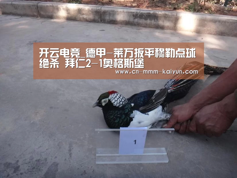 开云电竞_德甲-莱万扳平穆勒点球绝杀 拜仁2-1奥格斯堡(图1) 开云