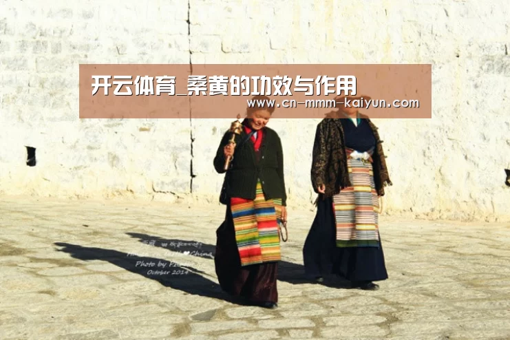 开云体育_桑黄的功效与作用(图2) 开云足球